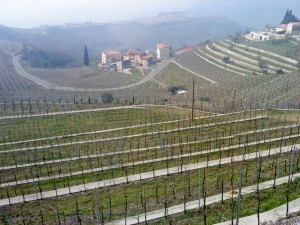 unendliche Weinberge im Valpolicella